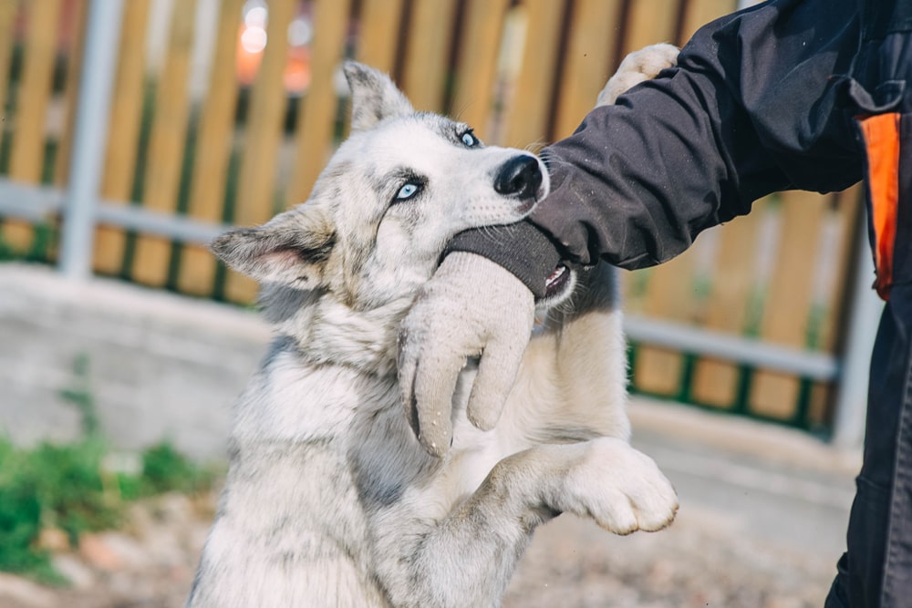 Dog Biting A Persons Hand