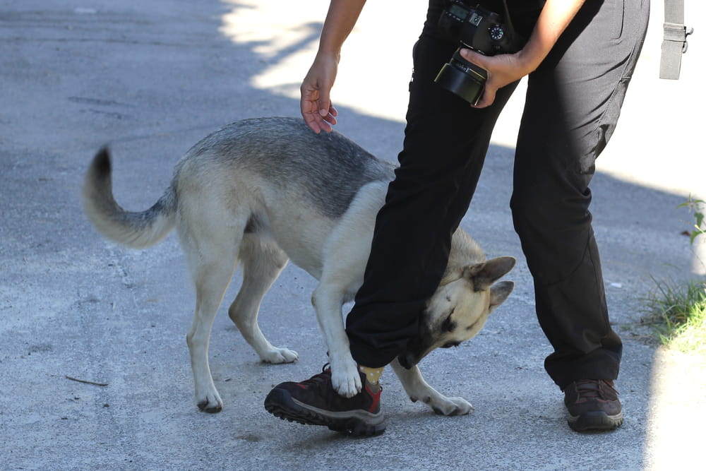 Dog Is Biting A Persons Leg